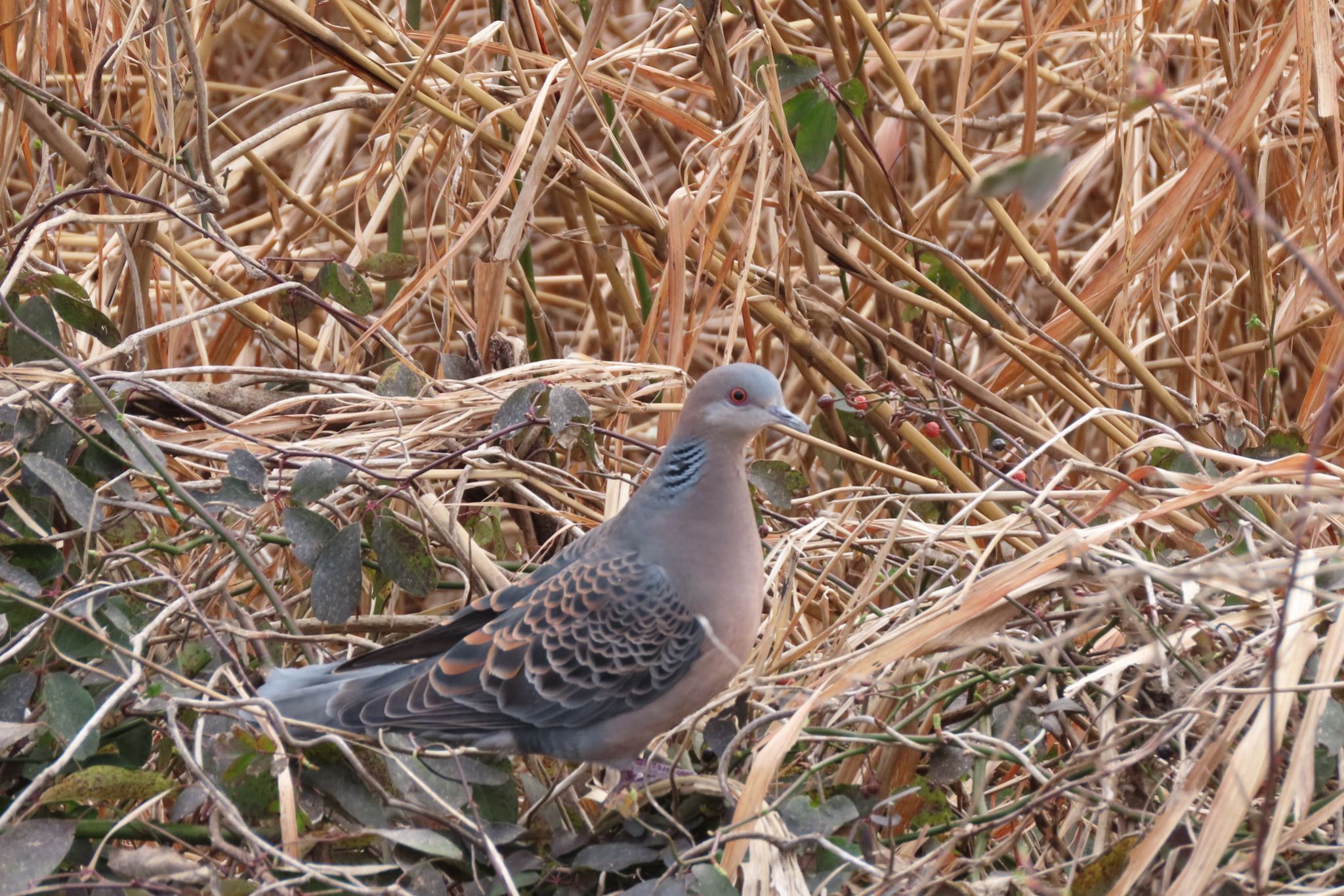 Photo of Oriental Turtle Dove at 金沢市・犀川 by yossan1969