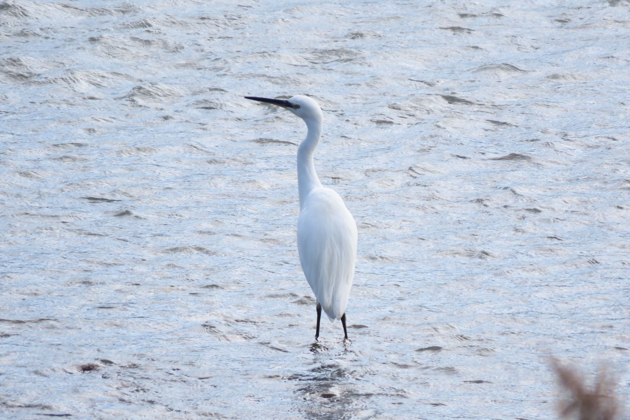 Photo of Medium Egret at 金沢市・犀川 by yossan1969