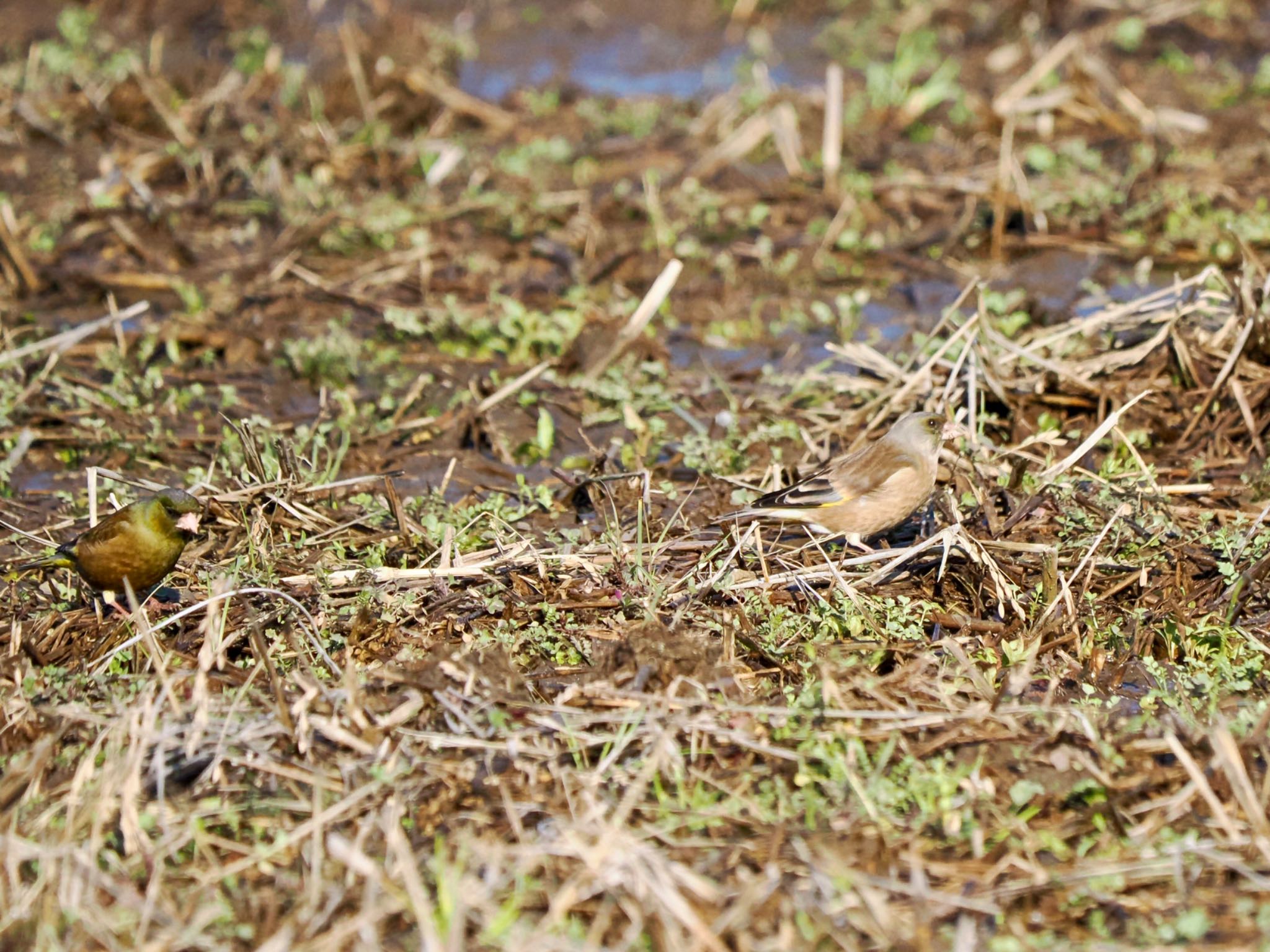 Grey-capped Greenfinch