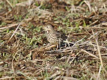 Water Pipit 夏目の堰 (八丁堰) Sat, 2/3/2024