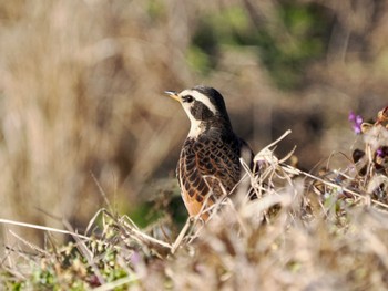 Dusky Thrush 夏目の堰 (八丁堰) Sat, 2/3/2024