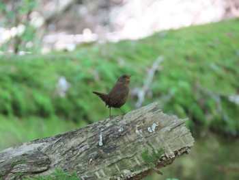 Eurasian Wren 段戸裏谷 Sun, 5/22/2022