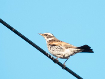 Dusky Thrush 岐阜市 Mon, 2/26/2024