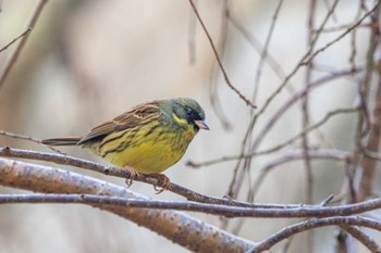 Masked Bunting Akashi Park Sat, 1/27/2024