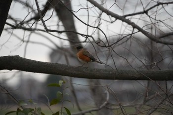 2024年2月25日(日) 多摩川の野鳥観察記録