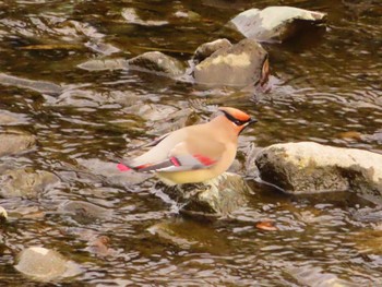 Japanese Waxwing 境川 Sat, 2/24/2024