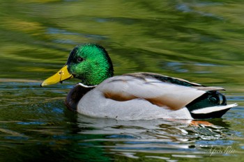 マガモ 昭和記念公園 2024年2月24日(土)