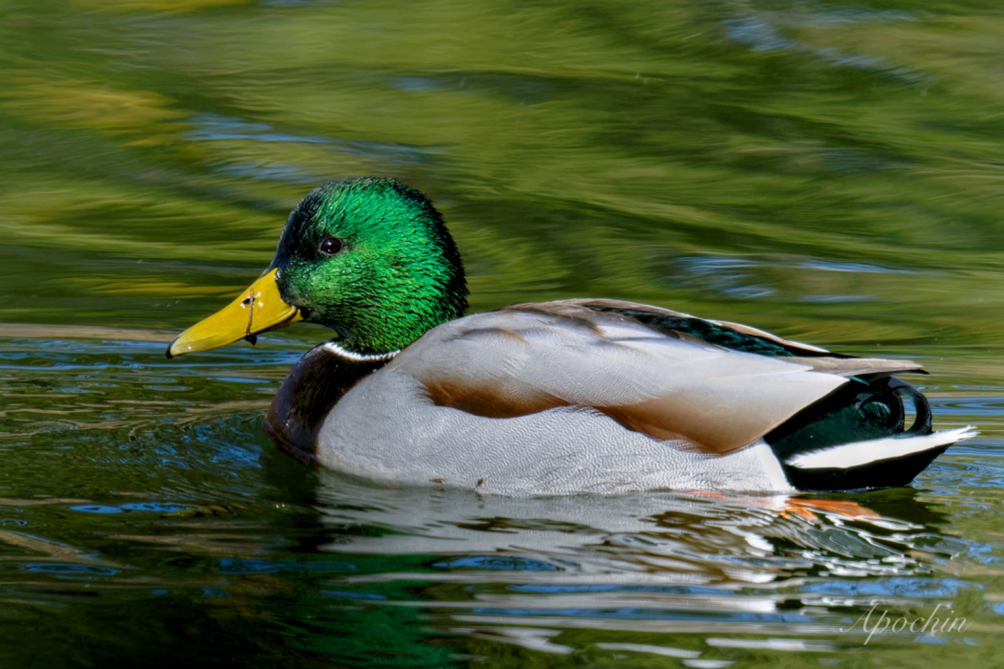 Photo of Mallard at Showa Kinen Park by アポちん