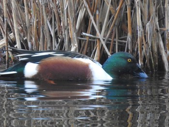 Northern Shoveler Unknown Spots Mon, 2/26/2024