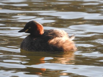 Little Grebe Unknown Spots Mon, 2/26/2024