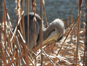 Grey Heron Unknown Spots Mon, 2/26/2024