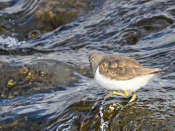 Common Sandpiper 鴨川 Sat, 2/24/2024