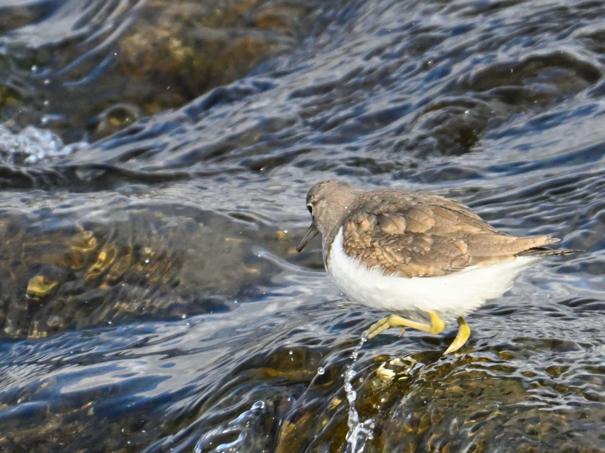 Common Sandpiper