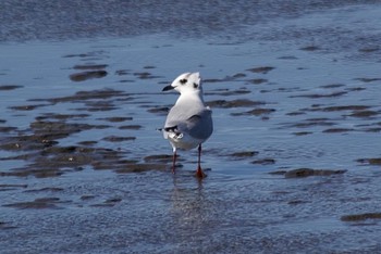 Mon, 2/26/2024 Birding report at Kasai Rinkai Park