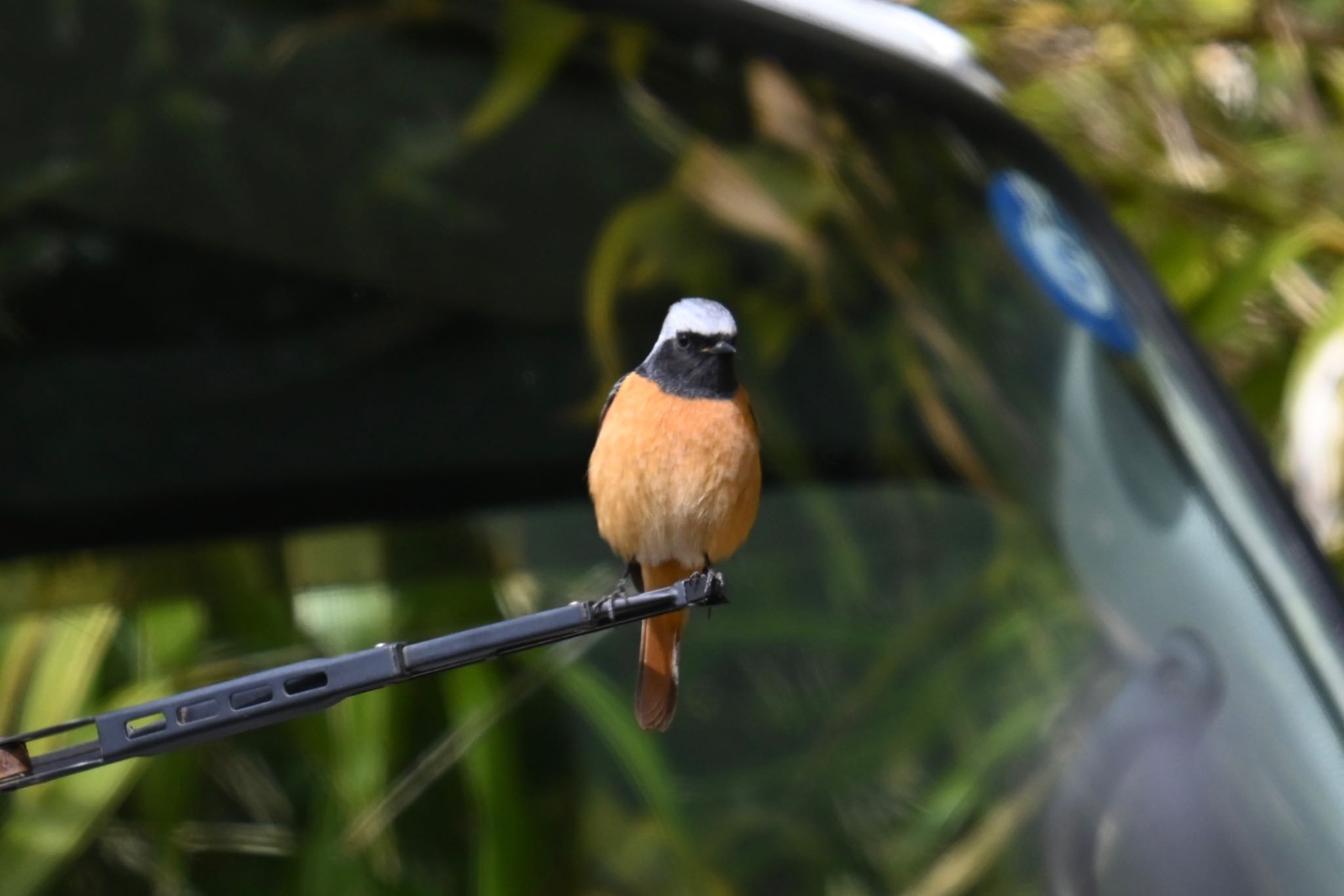 Photo of Daurian Redstart at 信夫山公園 by ＭＡＲＵ。