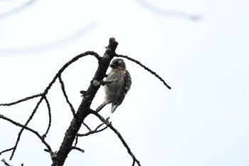 Japanese Pygmy Woodpecker 信夫山公園 Sat, 2/24/2024