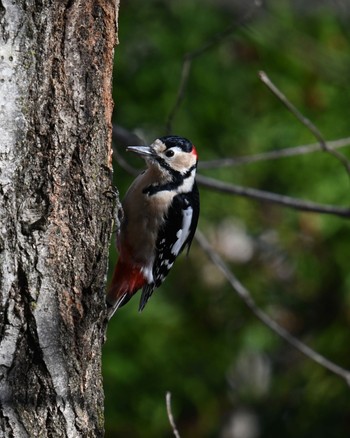 Great Spotted Woodpecker 信夫山公園 Sat, 2/24/2024