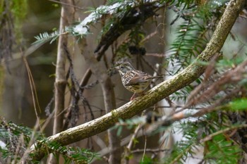 Masked Bunting 太白山自然観察の森 Sun, 2/25/2024