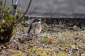 Dusky Thrush 信夫山公園 Sat, 2/24/2024