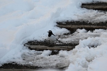 セグロセキレイ 蔵王野鳥の森自然観察センター 2024年2月24日(土)