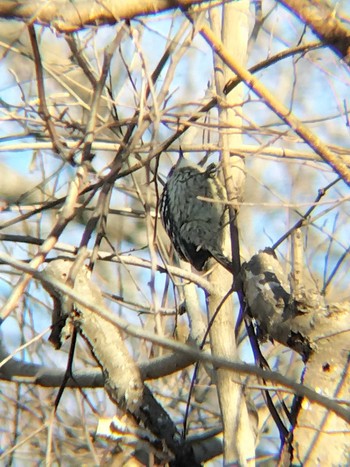 コゲラ 秋ヶ瀬公園(野鳥の森) 2024年2月26日(月)