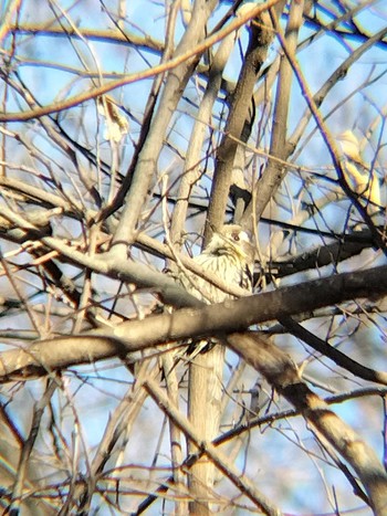 コゲラ 秋ヶ瀬公園(野鳥の森) 2024年2月26日(月)