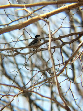 シジュウカラ 秋ヶ瀬公園(野鳥の森) 2024年2月26日(月)