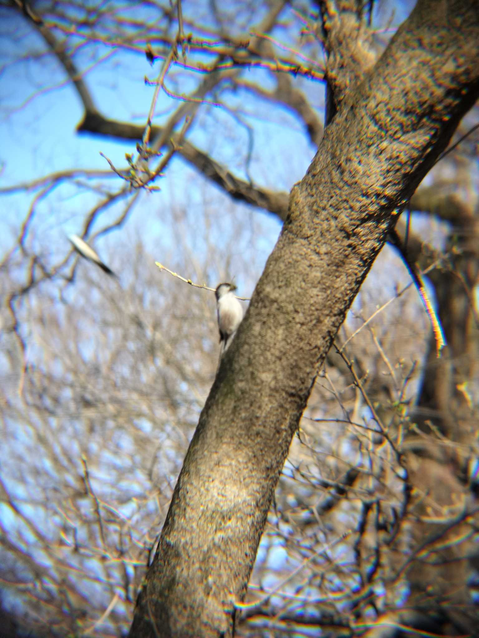 秋ヶ瀬公園(野鳥の森) エナガの写真 by 鼻ほくろ