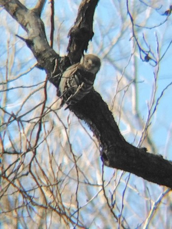 Japanese Pygmy Woodpecker 秋ヶ瀬公園(野鳥の森) Mon, 2/26/2024