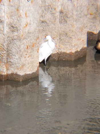 Little Egret 関沼 鴨川沿い Mon, 2/26/2024