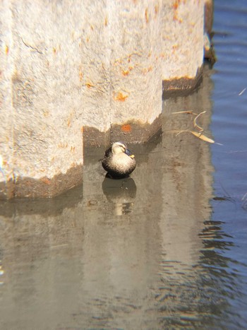 Eastern Spot-billed Duck 関沼 鴨川沿い Mon, 2/26/2024