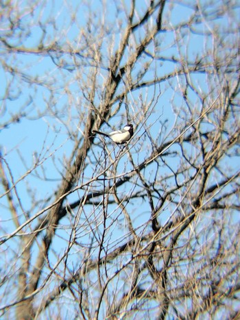 Japanese Tit 秋ヶ瀬公園(野鳥の森) Mon, 2/26/2024