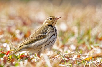 Sat, 2/24/2024 Birding report at Showa Kinen Park