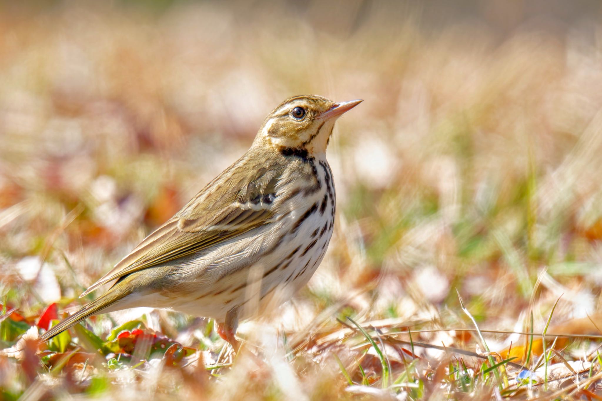 Photo of Olive-backed Pipit at Showa Kinen Park by アポちん