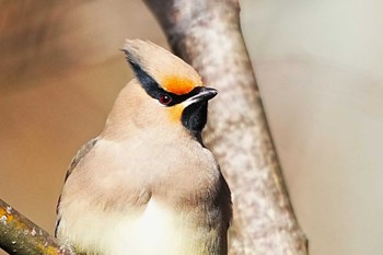 Japanese Waxwing 赤城山 Sun, 2/4/2024