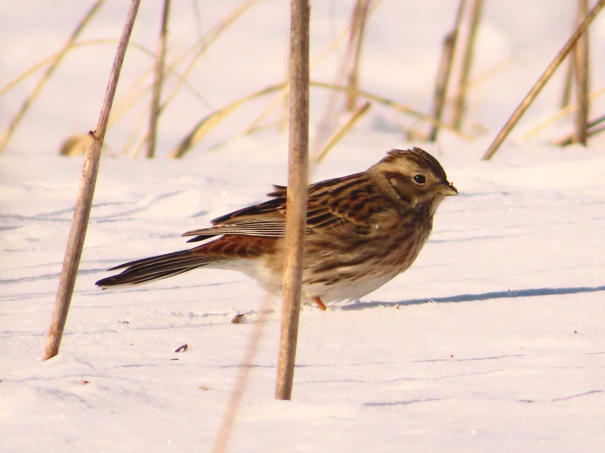 Pine Bunting