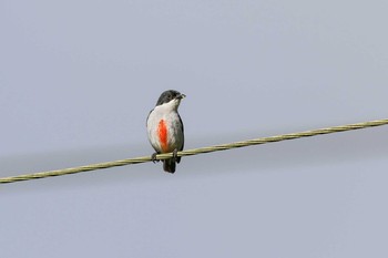 Red-keeled Flowerpecker Osmena Peak Wed, 5/3/2017