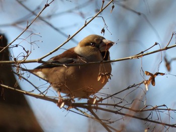 Mon, 2/26/2024 Birding report at 東京都立桜ヶ丘公園(聖蹟桜ヶ丘)