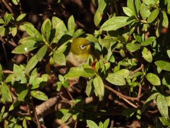 Warbling White-eye 東京都立桜ヶ丘公園(聖蹟桜ヶ丘) Mon, 2/26/2024