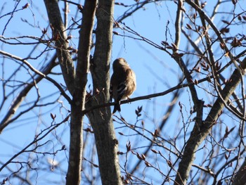 Grey-capped Greenfinch 東京都立桜ヶ丘公園(聖蹟桜ヶ丘) Mon, 2/26/2024