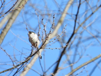 Long-tailed Tit 東京都立桜ヶ丘公園(聖蹟桜ヶ丘) Mon, 2/26/2024