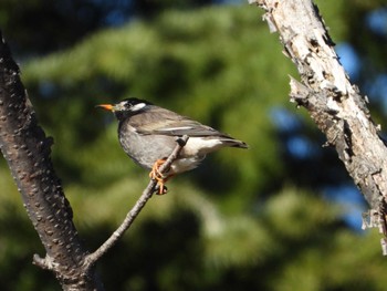 White-cheeked Starling 東京都立桜ヶ丘公園(聖蹟桜ヶ丘) Mon, 2/26/2024