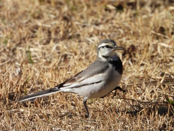 White Wagtail 東京都立桜ヶ丘公園(聖蹟桜ヶ丘) Mon, 2/26/2024