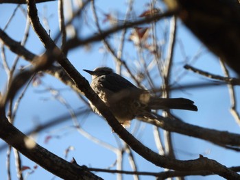 Brown-eared Bulbul 東京都立桜ヶ丘公園(聖蹟桜ヶ丘) Mon, 2/26/2024