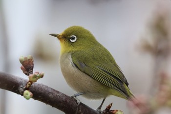 Warbling White-eye 鶴見川 Sat, 2/17/2024