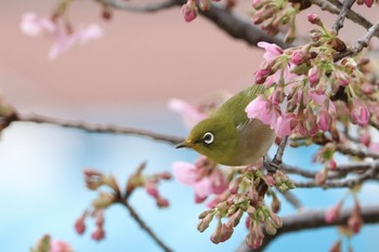 Warbling White-eye 鶴見川 Sat, 2/17/2024