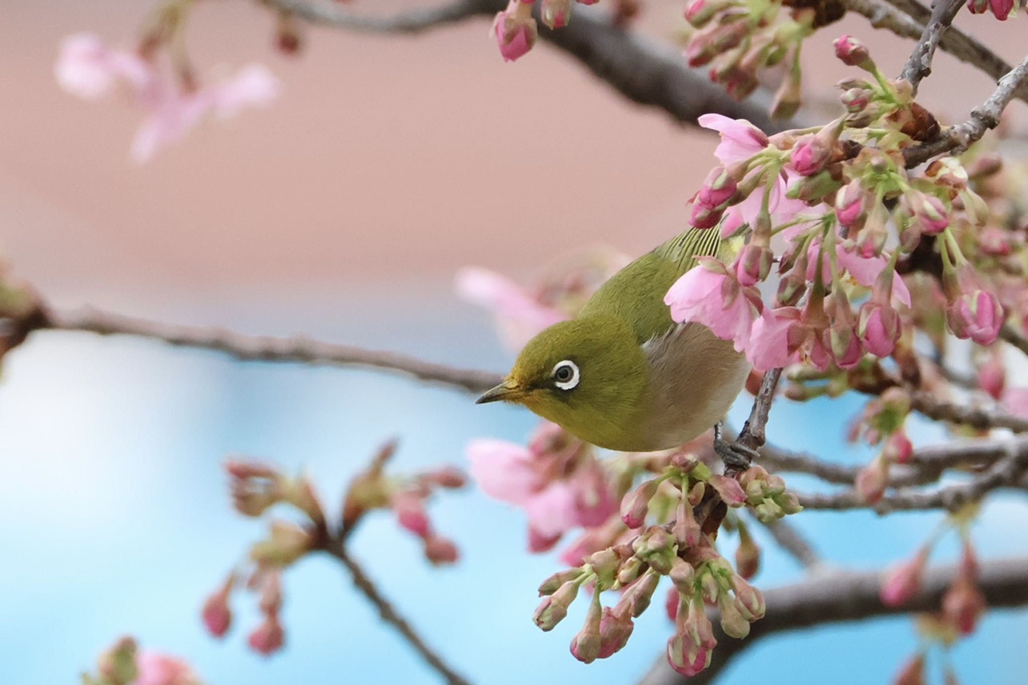 咲き始めの緋桜？に集合！ by ToriaTama