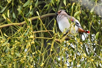 Japanese Waxwing 川崎市 Sat, 2/24/2024