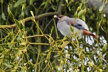 Japanese Waxwing 川崎市 Sat, 2/24/2024