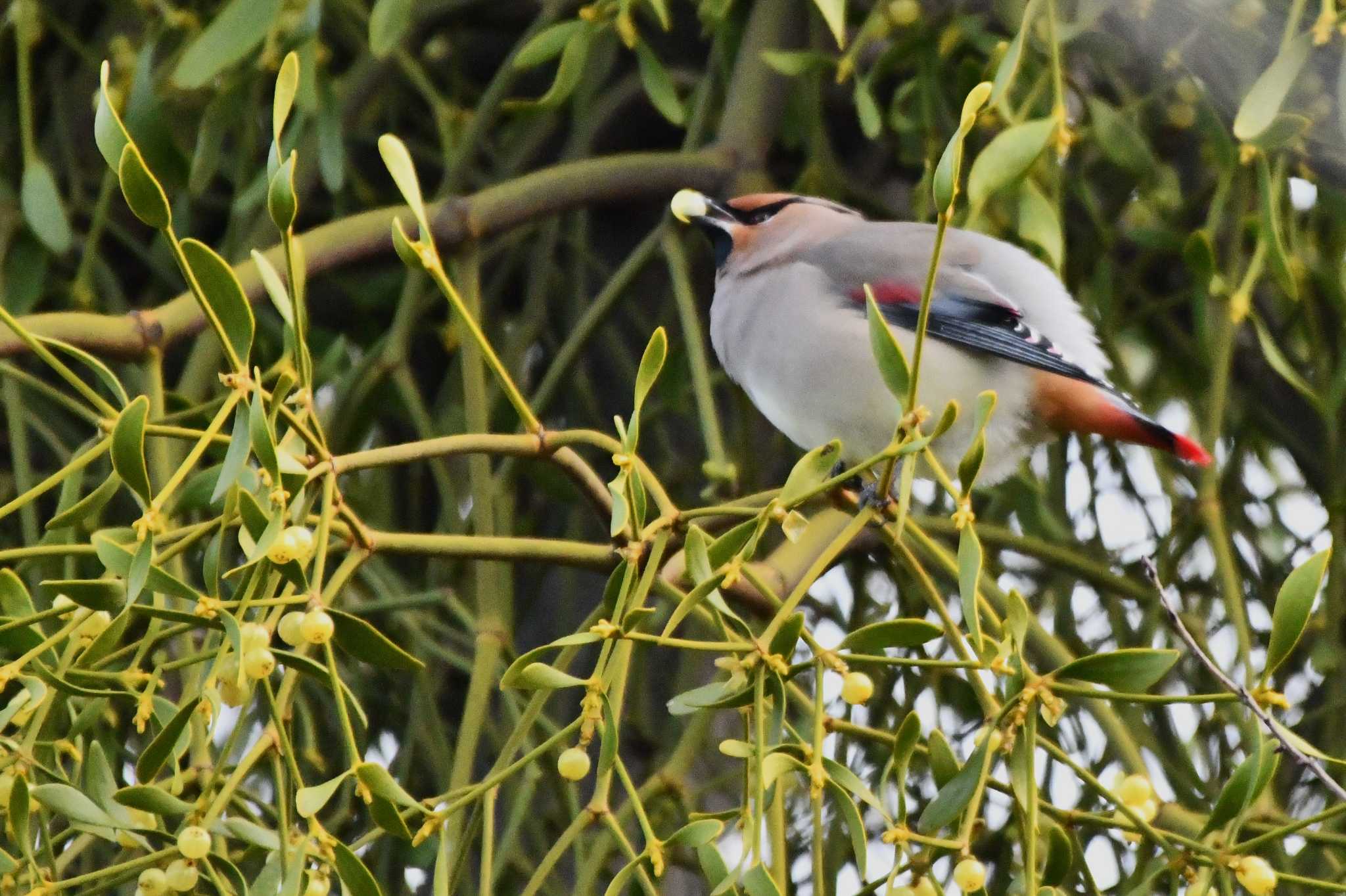 Photo of Japanese Waxwing at 川崎市 by geto